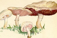 Mushrooms sketch
