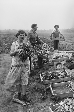 Gathering tulips. Pinetown, North Carolina, 1930s.