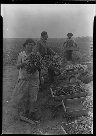 Gathering tulips. Pinetown, North Carolina, 1930s. Photo by Bayard Wootten. Before digital clean-up