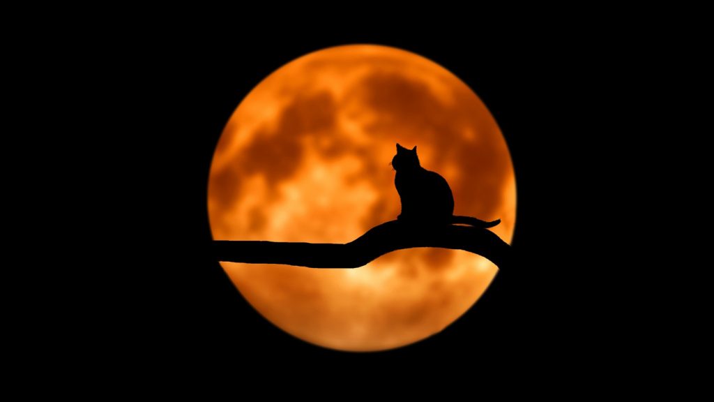 silhouette: cat on branch in front of orange full moon