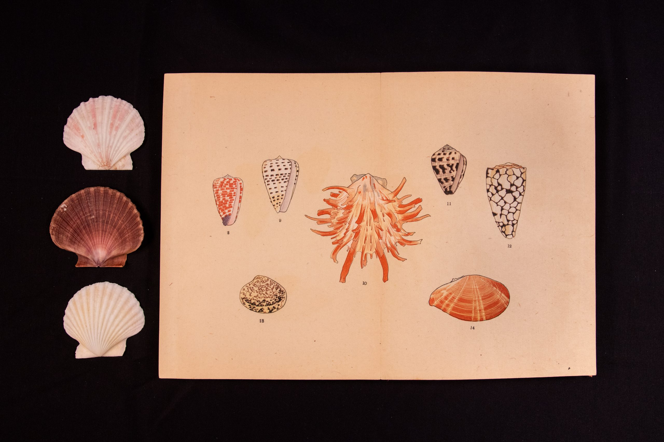Open book showing color shell illustrations with 3 real shells lined up beside the book.