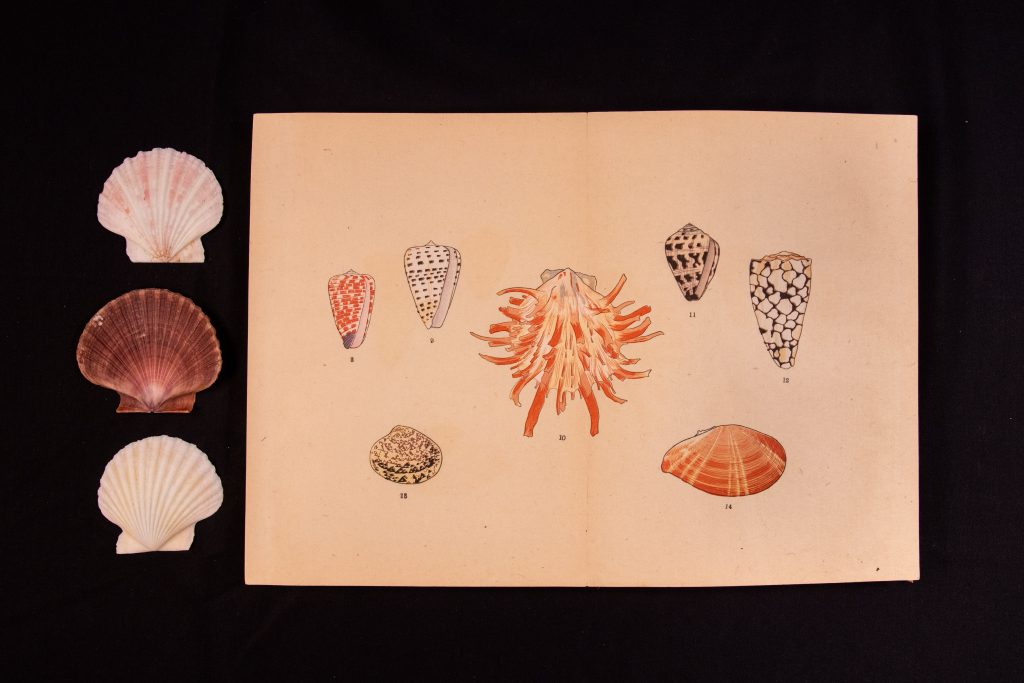 Open book showing illustrations of sea shells