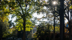 Sunlit trees on the Carolina campus.